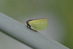 Two-striped Planthopper (Acanalonia bivittata)