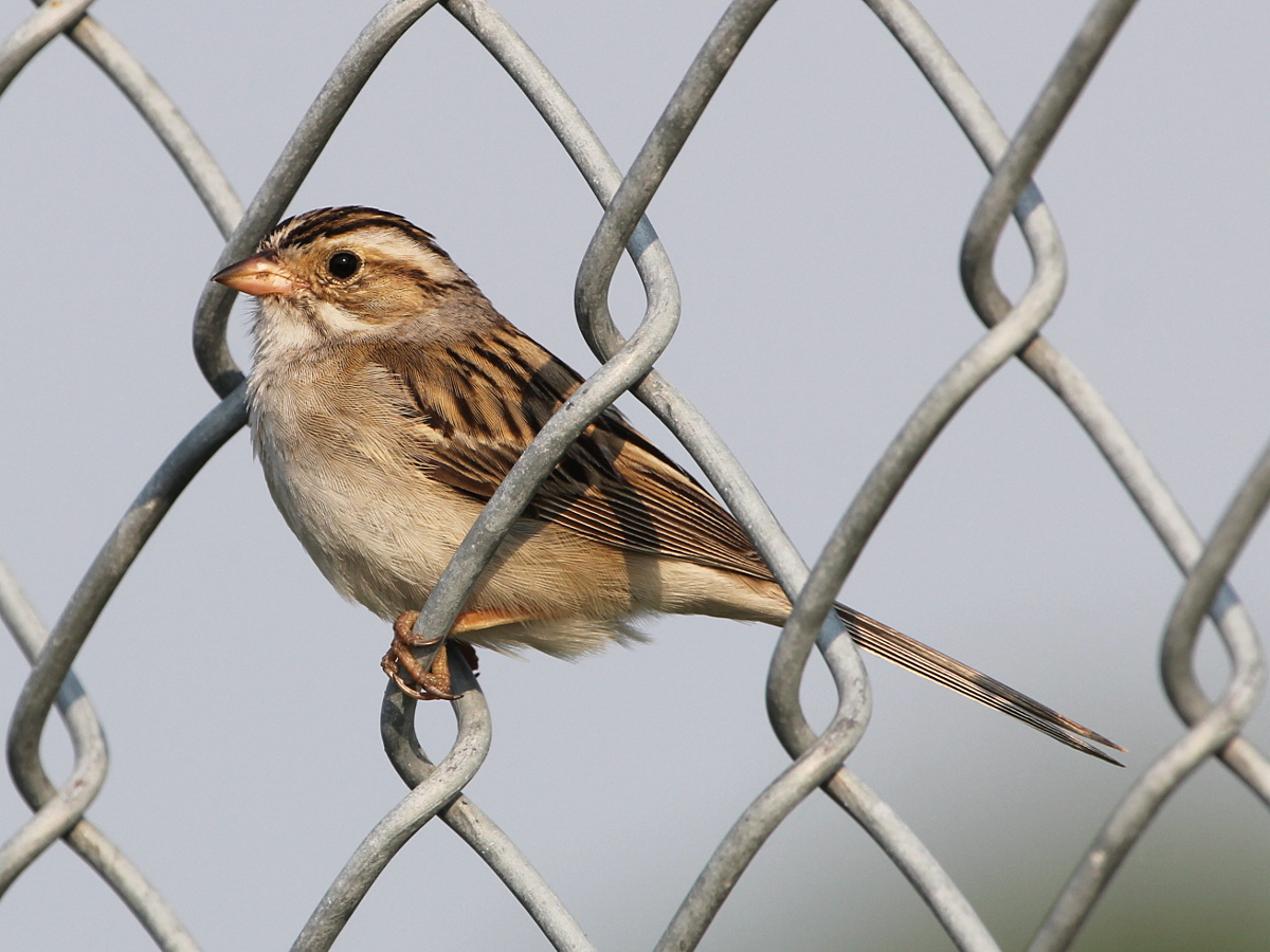 Photograph titled 'Clay-colored Sparrow'