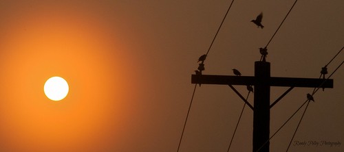 sun birds wire pole hydro