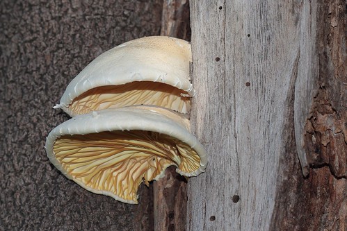 hongos mushrooms canoneos700d canoneosrebelt5i ef100mmf28macrousm pleurotusdryinusperspkumm