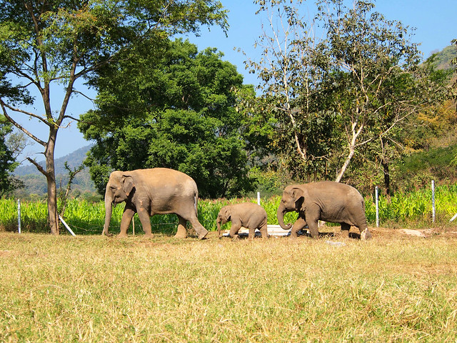 Elephant Nature Park in Thailand