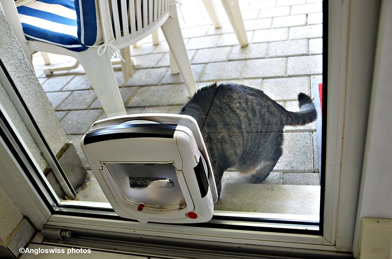 Tabby at the cat flap