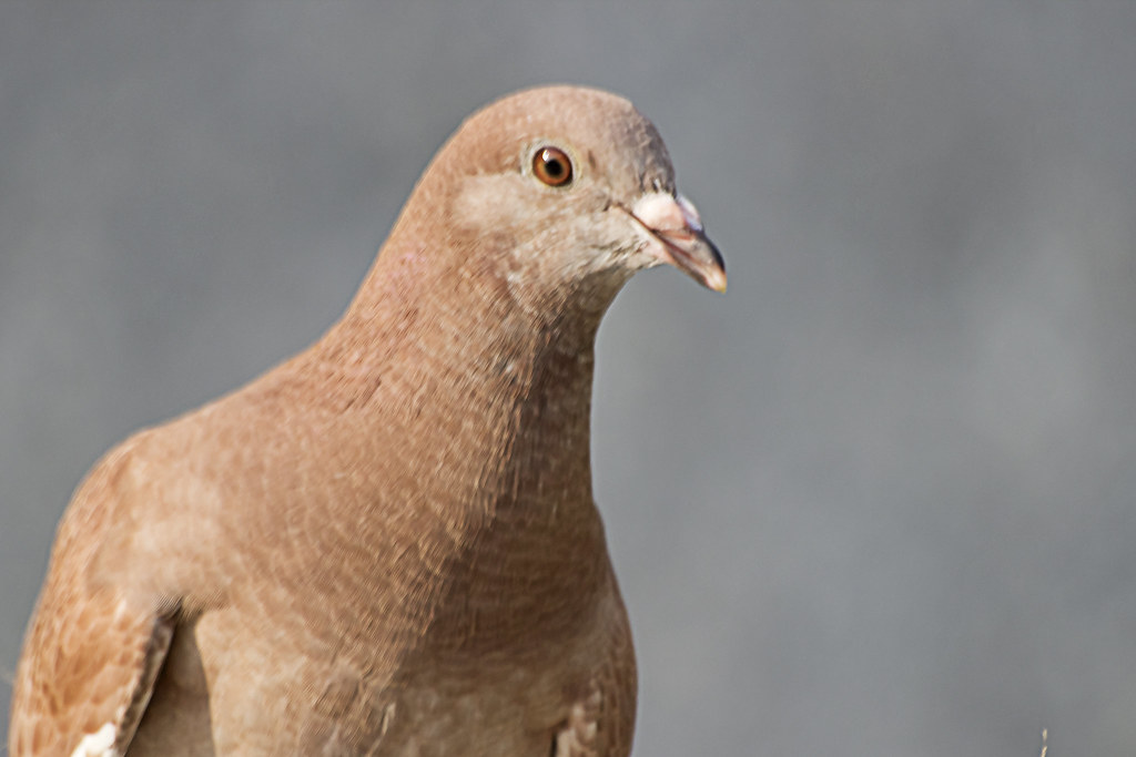 Pigeon's Head(비둘기의 머리)