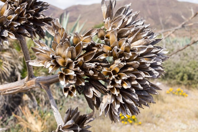 Dried agave flowers