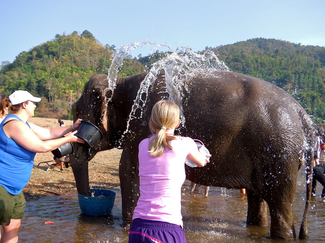 Volunteering at Elephant Nature Park