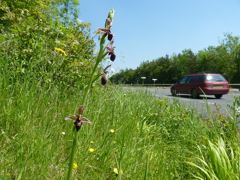 Bee x Fly Orchid - Somerset