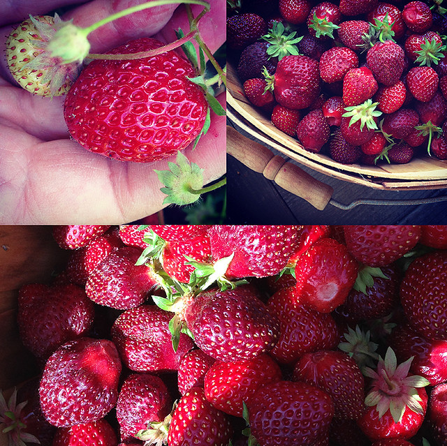 Hood Strawberries