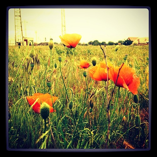 flower nature grass square squareformat poppies iphoneography instagramapp xproii