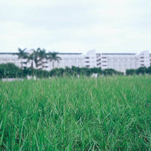 tlr film grass mediumformat campus minolta fujichrome velvia50 autocord rvp50 75mmf35