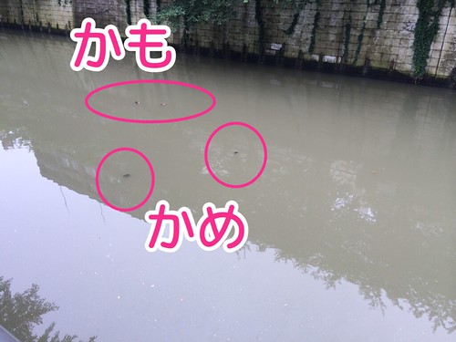 目黒川の亀を撮影