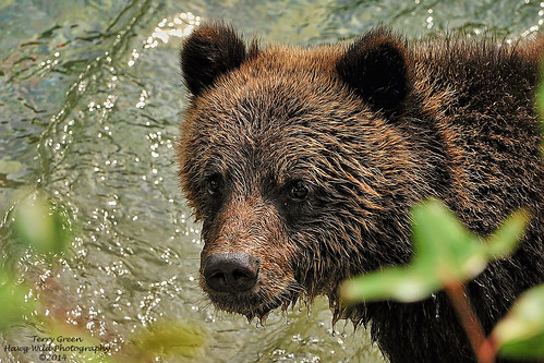 bear britishcolumbia wildlife grizzlybear orfordriver nikond3s buteinletbc homalcofirstnations