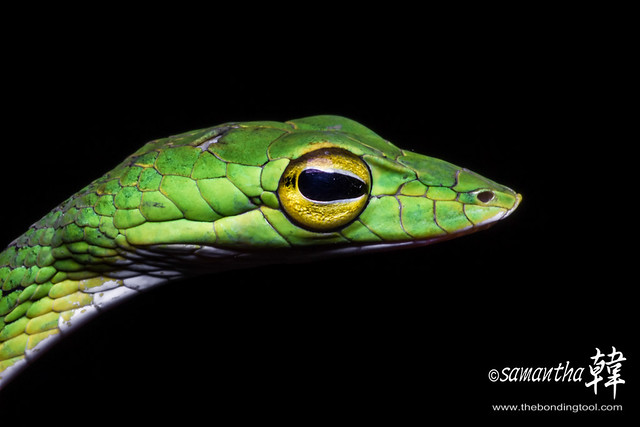 Malayan Whip Snake (Green)
