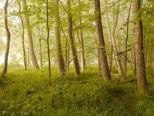 morning trees light ohio mist nature june fog forest dawn golden mood atmosphere cuyahogavalleynationalpark cuyahogariver agoodmorning sooc