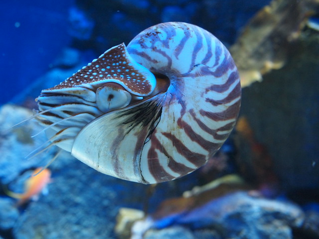 S.E.A. Aquarium Sentosa