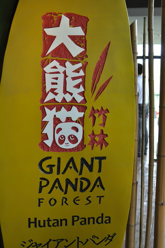 giant panda forest