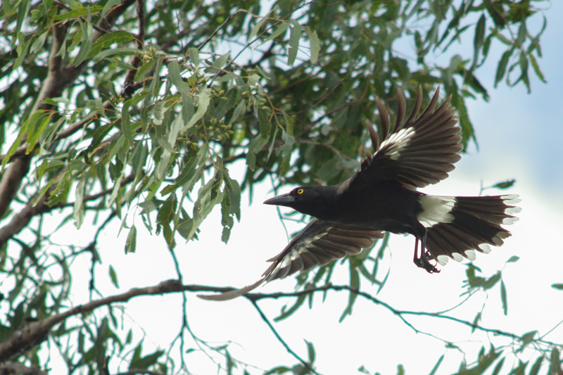 Pied currawong
