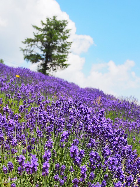 北海道 中富良野 Lavender Park