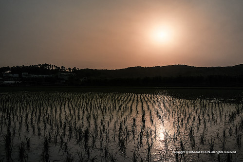 sunset silhouette landscape photography korea crosscountry southkorea ricefield incheon gimpo photographersontumblr originalphotographers