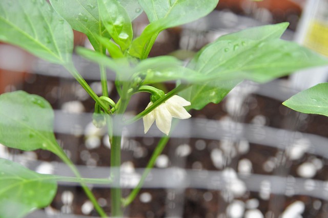 pepper flower