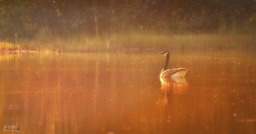 morning wild nature water animal sunrise nikon quiet goose d7000 dtailvision