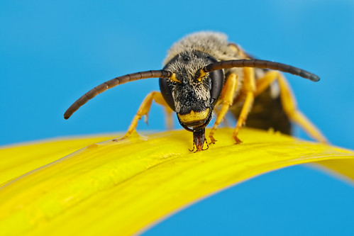 Feeding Solitary Bee Series 1-1