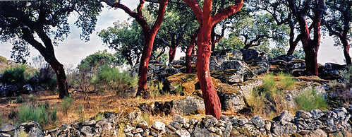 Cork trees in Portugal with a number on it; the number represents the year the tree was last peeled of its bark