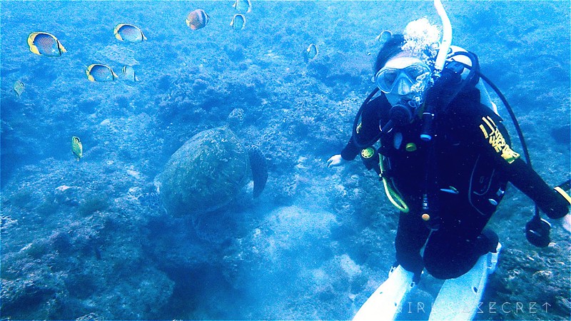 小琉球綠蠵龜潛水 PADI 潛水證照