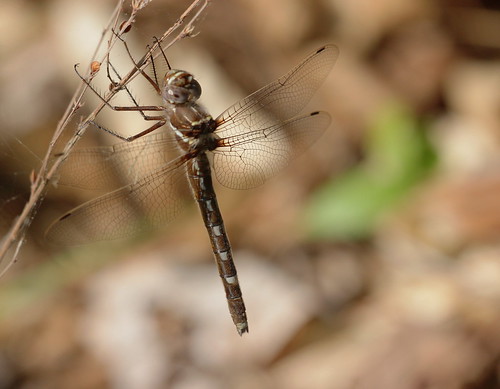 insect dragonfly odonata anisoptera macromiidae didymops didymopstransversa streamcruiser northcarolina piedmont fieldtrip cbs20170415 sigma150mmexdgf28macro