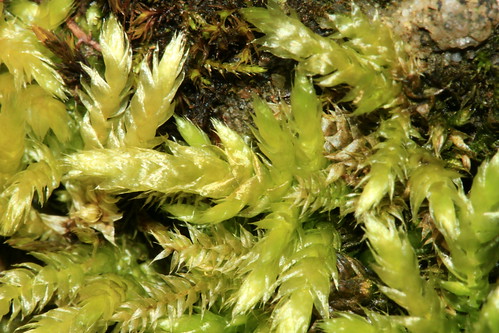 Rough-stalked Feather-moss 25855