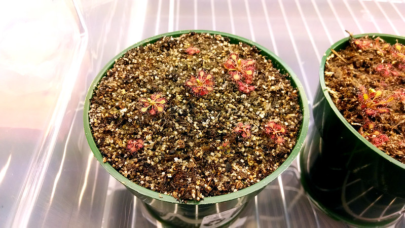 Drosera intermedia 'Cuba' seedlings in a transplanted pot