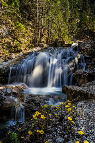 wood flower river waterfall spring hiking blumen neuschwanstein wandern pöllatschlucht
