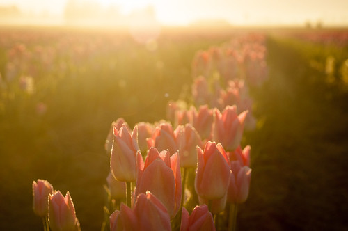 morning sunrise washington unitedstates tulips farm fields mountvernon tulipfestival laconnor jeffcarlson