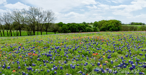 nature field landscape nikon bluebonnets texaswildflowers fieldofflowers ennistexas texasbluebonnets texaslandscape texasnature nikon2470mmf28g nikond7000 bluebonnets2014