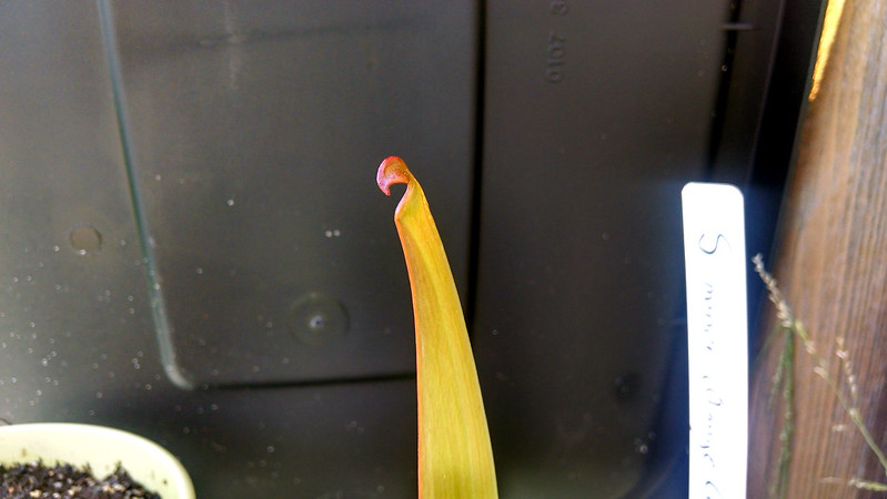 Sarracenia minor pitcher almost developed.