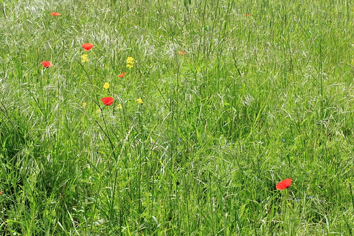 Field at Nature reserve "Haard, Hesselbierg, Staebierg"