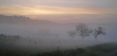 panorama mist tree misty fog landscape photography reginahoer