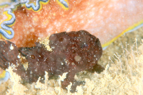 カエルアンコウ