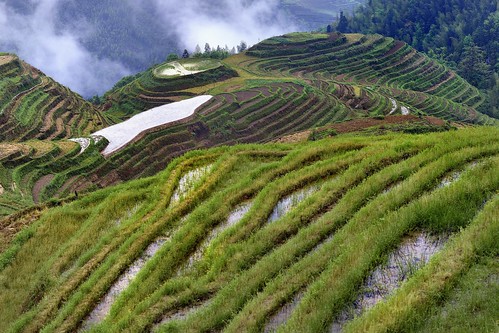 china mountain nikon asia dragon rice terraces fields agriculture riceterraces backbone guangxi longsheng longji pingan dragonsbackbone pinganvillage joaofigueiredo nikond800e joaoeduardofigueiredo