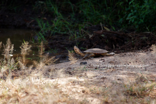 沼澤側頸龜, Marsh Terrapin