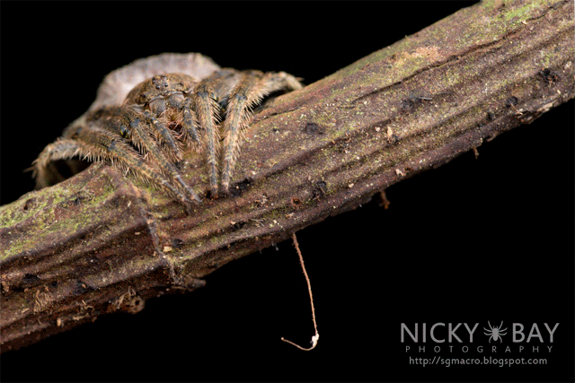Wrap-Around Spider (Talthybia sp.) - DSC_1926_640