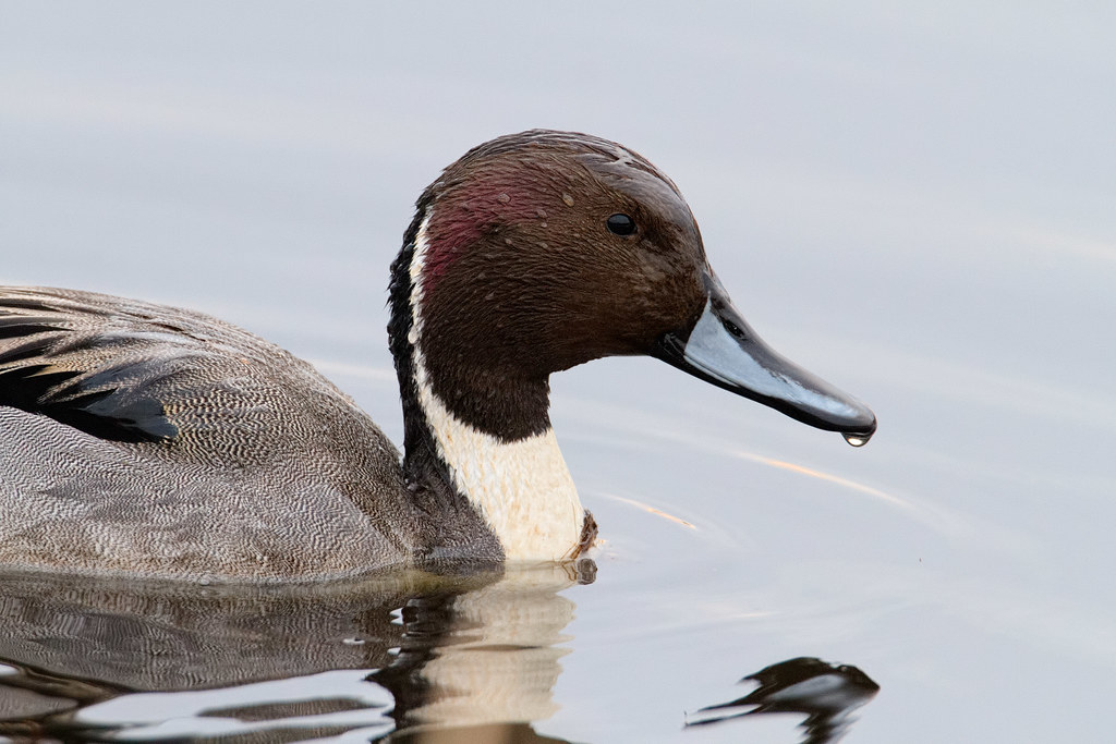 A close-up view of a male pintail as he swims on Horse Lake