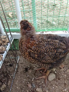 chick011