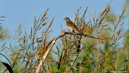 bird birds lars sparrow songbird nwr larksparrow lasp 2013 lacassine lacassinenwr yrarf