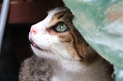 Chat - Photo of Brousse
