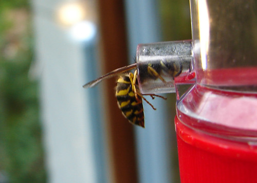 Wasp in hummingbird feeder