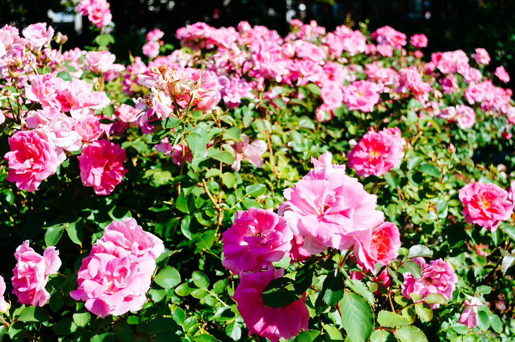 Roses Christopher Columbus Park Boston Brian Del Vecchio Flickr