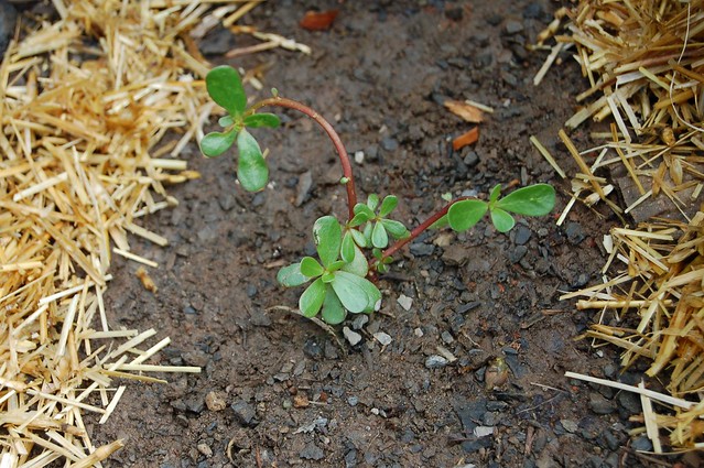 Purslane (portulaca oleracea) growing between rows in the garden by Eve Fox, the Garden of Eating, copyright 2014