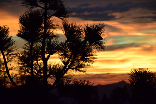 sunset silhouette pinetree laketahoe