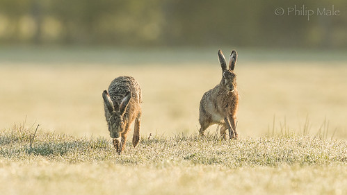 hare wiltshire wildlife dawn sunrise dew frost