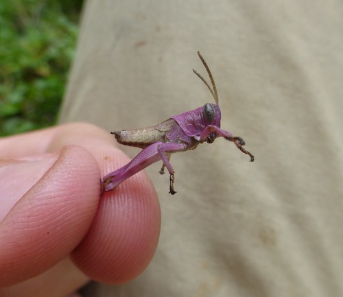 africa uganda bwindiimpenetrableforestnationalpark animal insect grasshopper unidentified